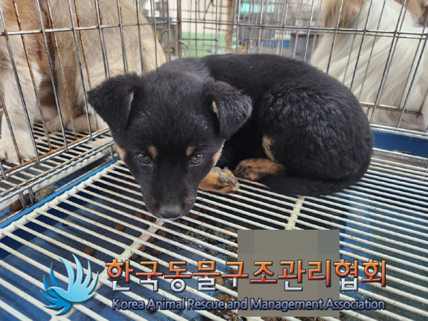 한국동물구조관리협회_441559202300188